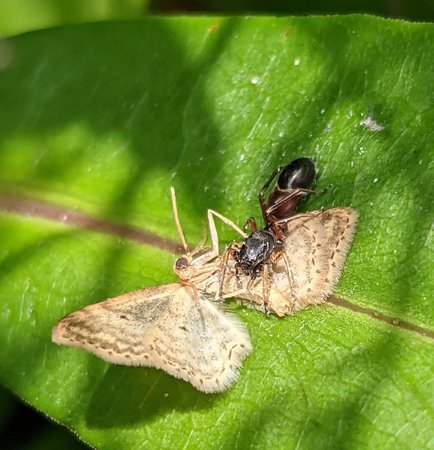 Ameisenspringspinne mit Spanner als Beute photo_2021-06-28_16-07-38.jpg