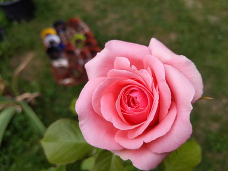 Rose 0002.jpg