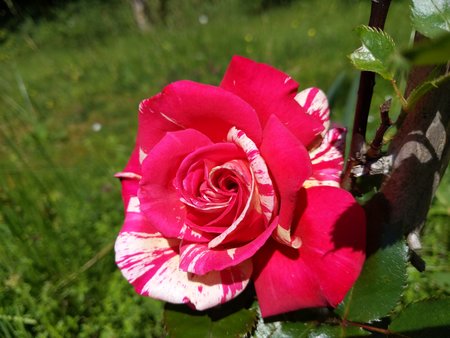 Rose 0010.jpg