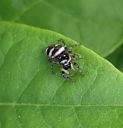 Zebraspringspinne photo_2021-07-04_09-07-58.jpg