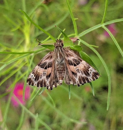 Malven-Dickkopffalter photo_2021-07-05_18-20-18.jpg