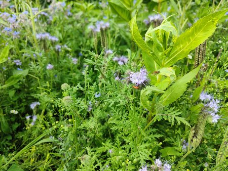 Käfer auf Blatt.jpg