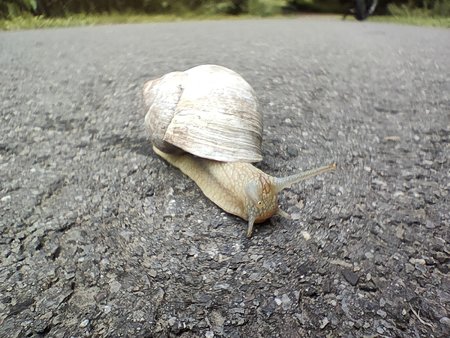 Schnecke Makro.jpg