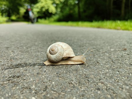 Schnecke.jpg