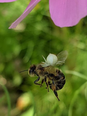 Krabbenspinne mit Biene photo_2021-07-11_16-35-26.jpg