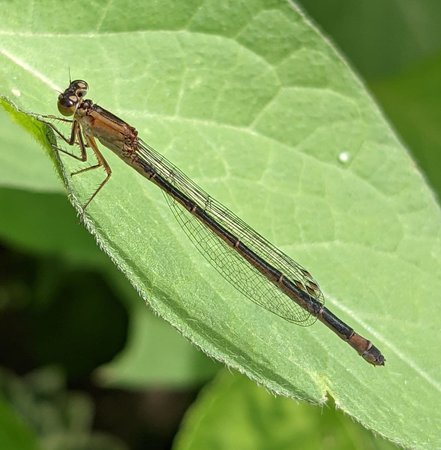 Libelle photo_2021-07-12_12-17-05.jpg