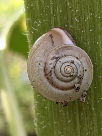 Schnecke photo_2021-07-12_11-23-08.jpg