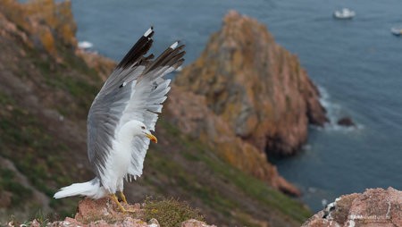 2018-08-15_Islas_Berlengas_0189-2.jpg