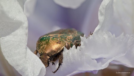 2012-05-17_Benissa_Iris_0028.jpg