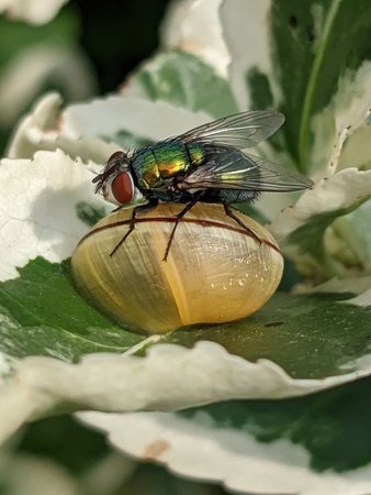 Goldfliege auf Schnecke photo_2021-07-26_19-50-42.jpg