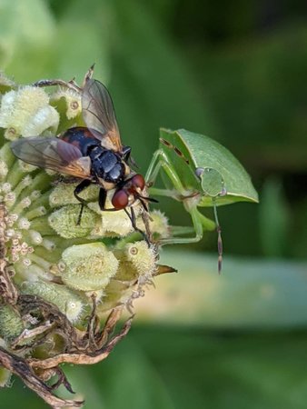 Gymnosoma rotundatum mit Wanze photo_2021-07-30_19-51-25.jpg