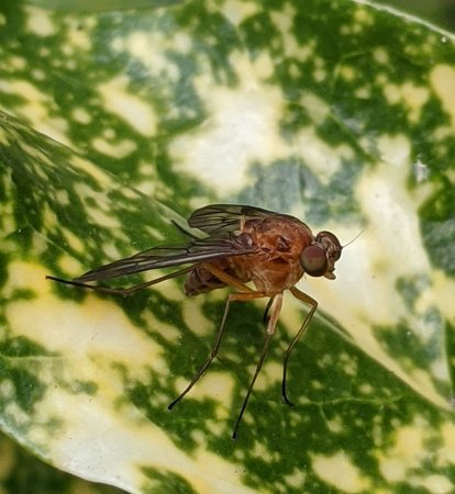 Schnepfenfliege photo_2021-08-13_09-06-14.jpg