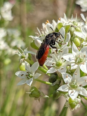 Blutbiene photo_2021-09-03_12-58-31.jpg