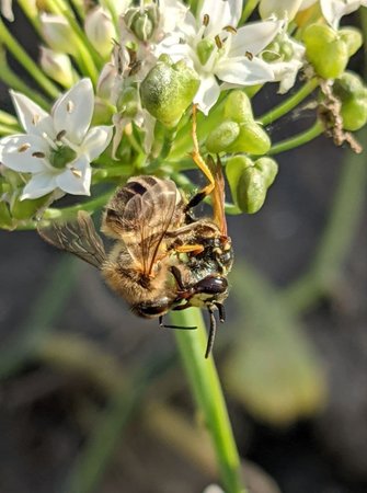 Bienenwolf erlegt Biene photo_2021-09-03_18-16-41.jpg