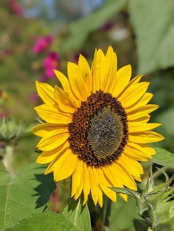 Sonnenblume photo_2021-09-05_12-44-32.jpg