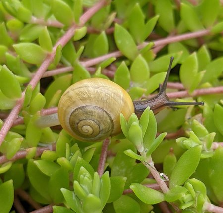 Hain-Bänderschnecke photo_2021-09-15_13-27-30.jpg