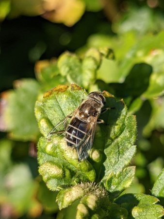 Kleine Keilfleckschwebfliege photo_2021-09-18_11-40-13.jpg