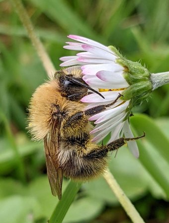 Hummel photo_2021-09-20_11-44-27.jpg