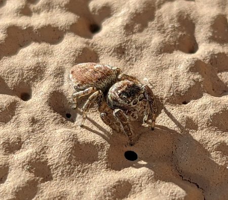 Springspinne photo_2021-09-24_17-06-18.jpg