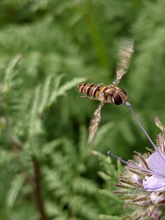 Hainschwebfliege im Flug photo_2021-09-27_16-20-42.jpg