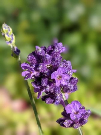 Lavendel photo_2021-10-02_14-02-38.jpg