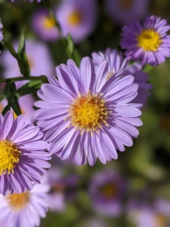 Aster photo_2021-10-02_14-05-35.jpg