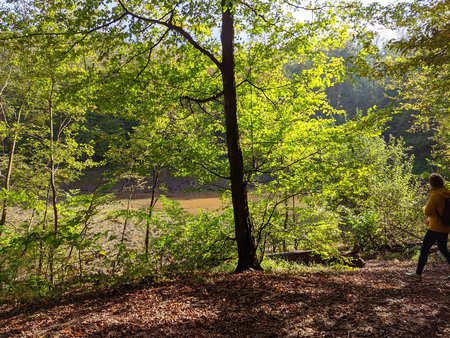 2021-10-15_Wandern-im-Urwald-vor-der-Stadt_03.jpg