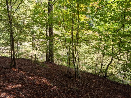 2021-10-15_Wandern-im-Urwald-vor-der-Stadt_06.jpg