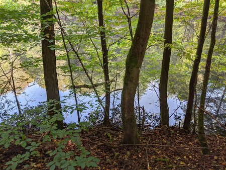 2021-10-15_Wandern-im-Urwald-vor-der-Stadt_07.jpg