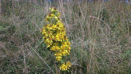 Wasserkuppe4.jpg