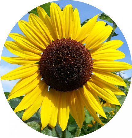 sonnenblume1.jpg