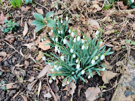 2022-02-19_Ein-Februarmorgen-in-Nachbars-Garten_03.jpg