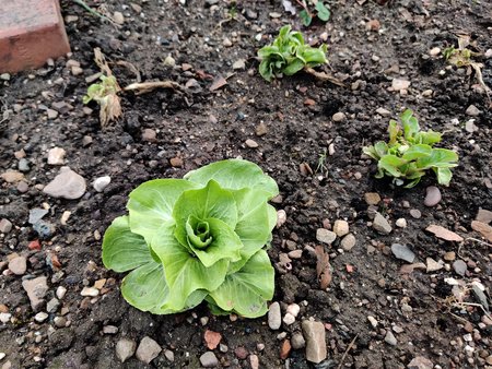 2022-02-19_Ein-Februarmorgen-in-Nachbars-Garten_07.jpg