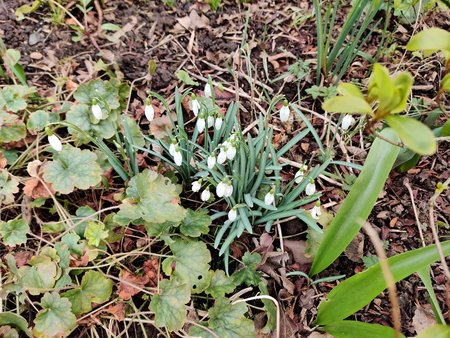 2022-02-19_Ein-Februarmorgen-in-Nachbars-Garten_08.jpg