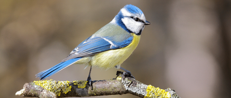 Blaumeise-Singvogel-.png