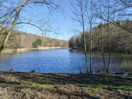 2022-02-27_Spaziergang-zum-und-um-den-Burbacher-Waldweiher__19.jpg