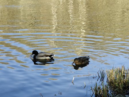 2022-02-27_Spaziergang-zum-und-um-den-Burbacher-Waldweiher__20.jpg