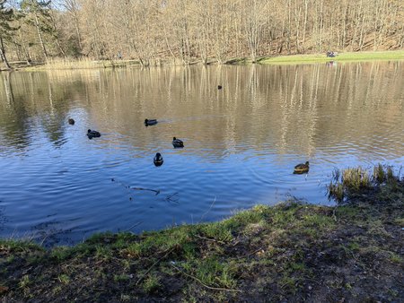 2022-02-27_Spaziergang-zum-und-um-den-Burbacher-Waldweiher__21.jpg