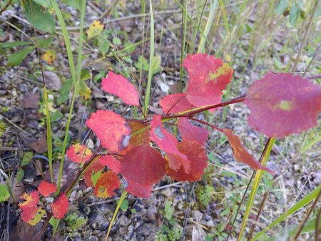 Herbst 008.jpg