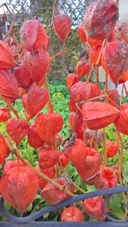 Focus auf den hinteren Physalis.jpg