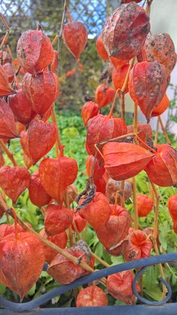 Focus auf die mittleren Physalis.jpg