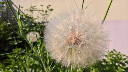 riesen Pusteblume.jpg