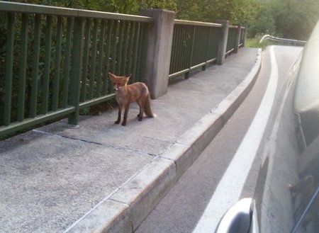 Fuchs2 im Höllental mit S3.jpg