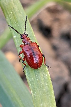 Maiglöckchenhähnchen photo_2022-03-23_12-52-03.jpg