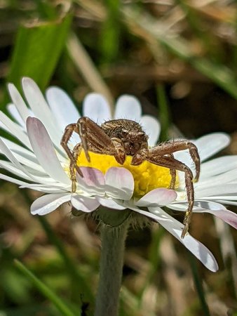 Spinne photo_2022-04-15_15-55-34.jpg