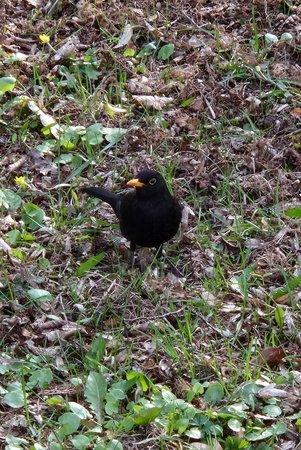 S22 Amsel 10fach Zoom.jpg