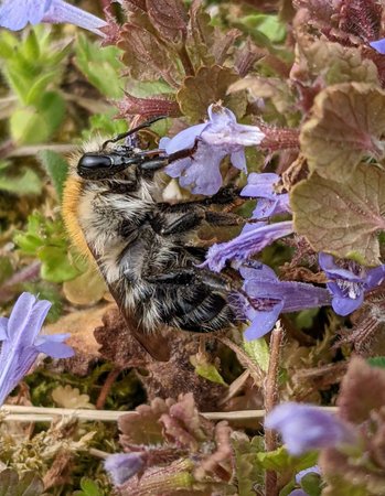 Ackerhummel photo_2022-04-23_11-53-18.jpg