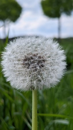 Pusteblume.jpg