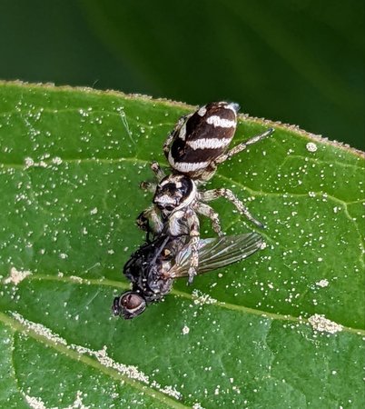 Zebraspinne mit Fliege photo_2022-05-12_13-29-17.jpg