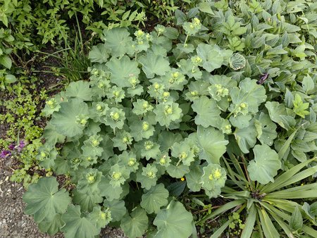 2022-05-20_Ein-Morgen-in-Nachbars-Garten_03.jpg